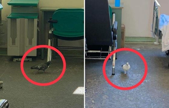 Σε "περιστερώνα" έχει μετατραπεί το Νοσοκομείο Αλεξανδρούπολης - Τριτοκοσμικές εικόνες από θαλάμους ασθενών